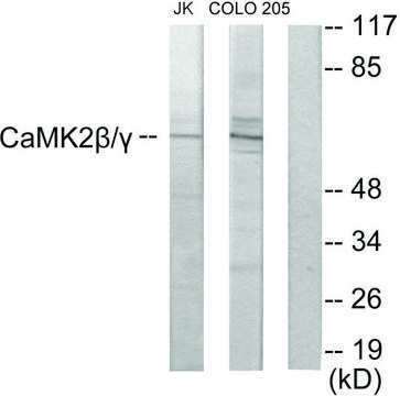 Anti-CAMK2, C-Terminal antibody produced in
