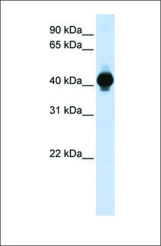 Anti-GPR18 antibody produced in rabbit