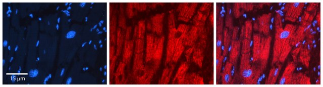 Anti-PDHB antibody produced in rabbit