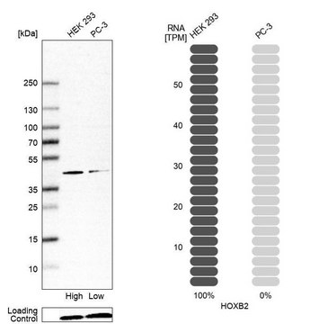 Anti-HOXB2 antibody produced in rabbit