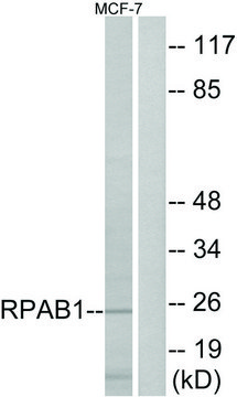 Anti-RPAB1 antibody produced in rabbit