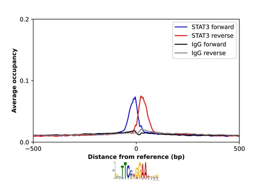 Anti-STAT3 antibody produced in rabbit
