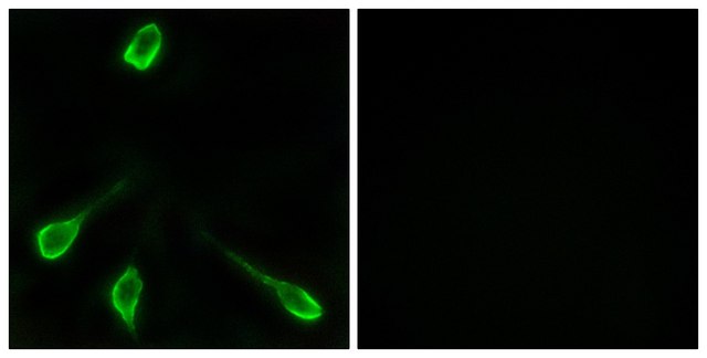 Anti-OR52E4 antibody produced in rabbit