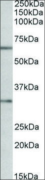 Anti-CASP3 antibody produced in goat