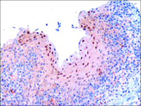 Anti-RANBPM/RANBP9 antibody produced in goat