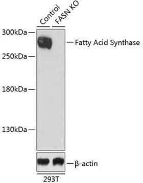 Anti-Fatty Acid Synthase antibody produced