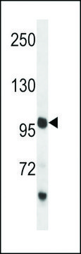 ANTI-PCDH18(C-TERMINAL) antibody produced in rabbit