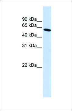 Anti-PDLIM5 (ab1) antibody produced in
