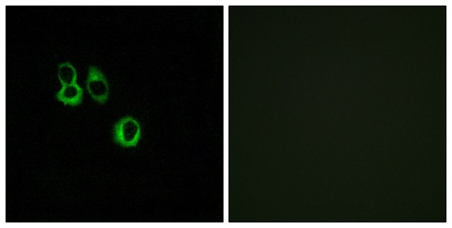 Anti-OR3A2 antibody produced in rabbit