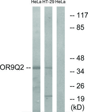 Anti-OR9Q2 antibody produced in rabbit