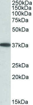 Anti-MOGAT2 antibody produced in goat