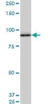 Monoclonal Anti-SRPK1 antibody produced in
