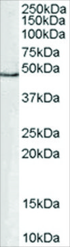 Anti-GATA1 antibody produced in goat