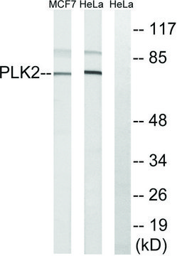 Anti-PLK2 antibody produced in rabbit