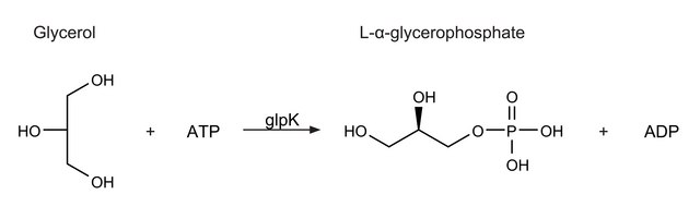 Glycerokinase from Escherichia coli