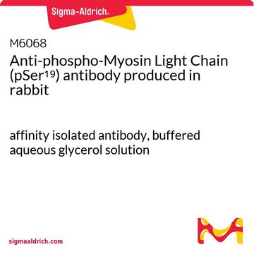 Anti-phospho-Myosin Light Chain (pSer¹?) antibody