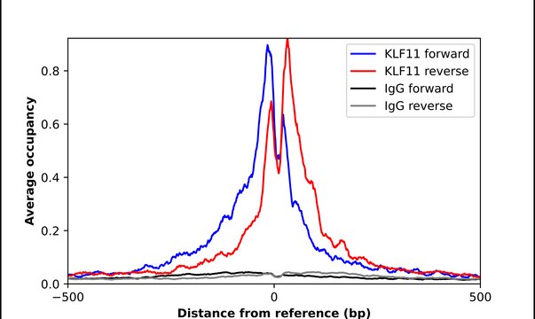 Anti-KLF11 antibody produced in rabbit