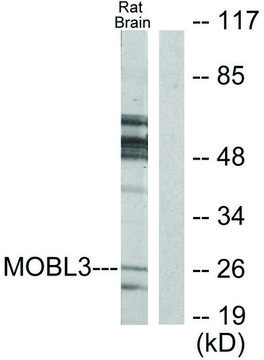 Anti-MOBL3 antibody produced in rabbit