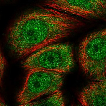 Anti-GEMIN7 antibody produced in rabbit