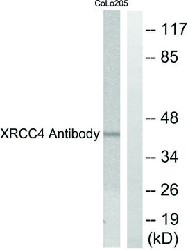 Anti-XRCC4 antibody produced in rabbit