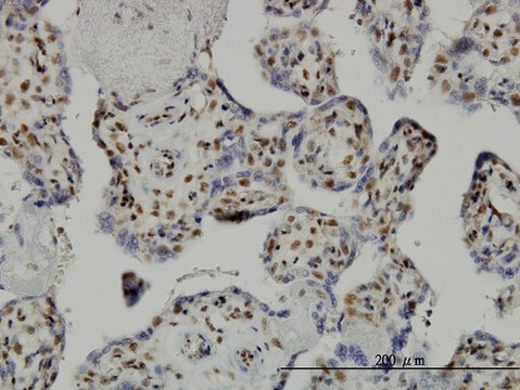 Monoclonal Anti-TAF7 antibody produced in
