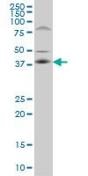 Monoclonal Anti-C10orf4 antibody produced in
