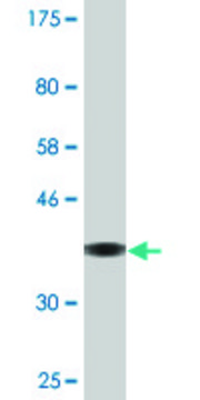 Monoclonal Anti-IFT122 antibody produced in