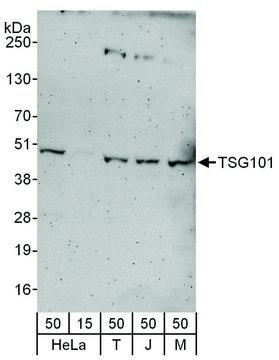 Rabbit anti-TSG101 Antibody, Affinity Purified