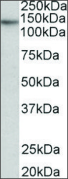 Anti-TERT antibody produced in goat