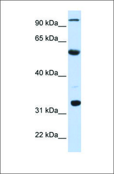 Anti-APOBEC1 antibody produced in rabbit