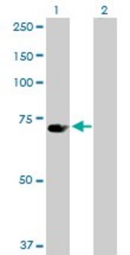 Anti-UBP1 antibody produced in rabbit