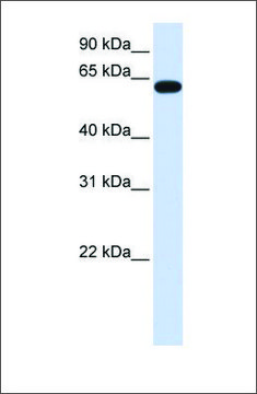 Anti-HS6ST3 antibody produced in rabbit