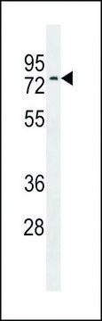 ANTI-NRXN3(C-TERMINAL) antibody produced in rabbit