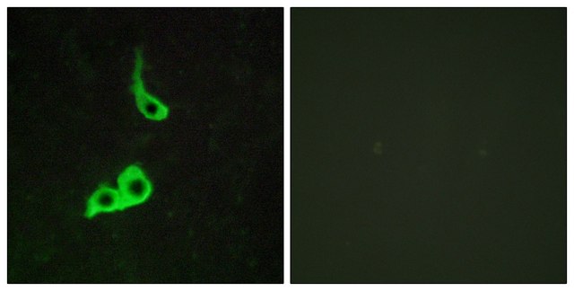 Anti-GPR153 antibody produced in rabbit