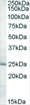 Anti-MTHFS antibody produced in goat
