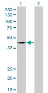 Anti-FAM50A antibody produced in rabbit