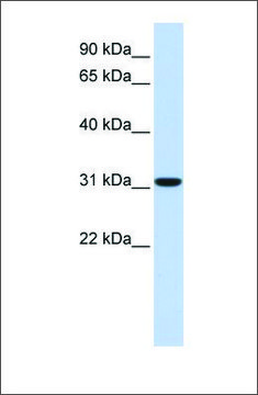 Anti-CA8 antibody produced in rabbit