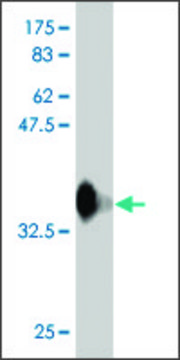 Monoclonal Anti-RFWD3 antibody produced in