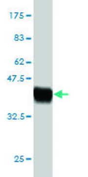 Monoclonal Anti-IL17B antibody produced in