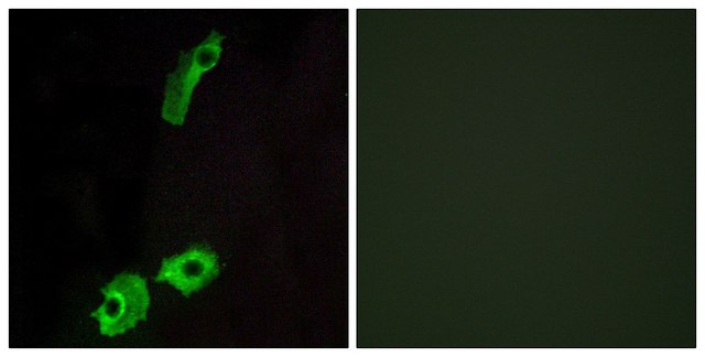Anti-GPR151 antibody produced in rabbit