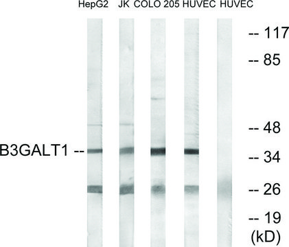 Anti-B3GALT1 antibody produced in rabbit