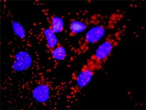 Anti-CDC45L antibody produced in rabbit