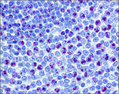 Anti-FOXM1 (ab1) antibody produced in
