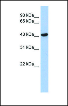 Anti-ZFYVE1, (N-terminal) antibody produced in
