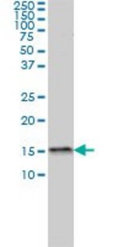 Monoclonal Anti-MED31 antibody produced in