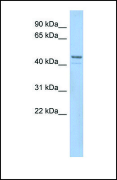 Anti-SMCR7L, (N-terminal) antibody produced in