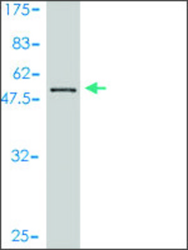 Monoclonal Anti-BM039 antibody produced in