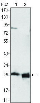Monoclonal Anti-APOA1 antibody produced in