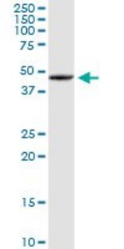 Anti-SOHLH2 antibody produced in rabbit