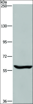 Anti-MAGEL2 antibody produced in rabbit